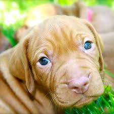 Are you a good match for a vizsla and are you willing to wait for the right puppy? Vizsla Puppies Make Your Day Better In 10 Photos