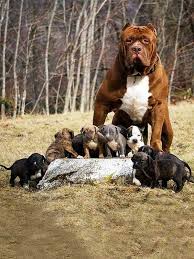 Vito no se a olvidado de que además de san valentín es el cumpleaños de su amor. Cach Nuoi Cho Pitbull 2 Thang Tuá»•i Va Nhá»¯ng Ä'iá»u Cáº§n Biáº¿t Thu Kiá»ƒng