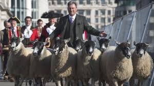 Image result for PIC OF HERD OF SHEEP