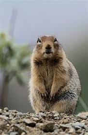 Simply throw in a handful of. 8 Gopher Repellents Ideas Gopher Getting Rid Of Gophers Repellents