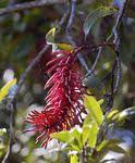 Image result for Faurea racemosa
