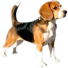 Beagle Dog Beagle Beagle Dog Pets