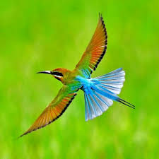 Image result for Helixanthera