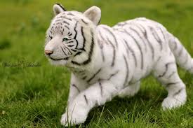  11 Ide Lovely Maung Bodas Binatang Anak Harimau Hewan