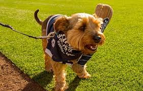 Petco's welcome to the family new pet parent starter guide provides new pet parents substantial benefits with hundreds of dollars worth of coupons for everything a new pet needs. What S Up At Petco Park