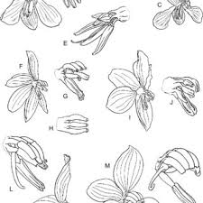 Image result for Walleria nutans