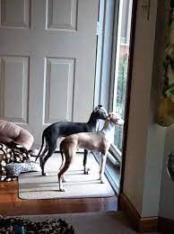 dog wedding ideas dogsinweddingsideas italian greyhound puppies greyhound puppy grey hound dog