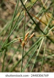 Image result for Fimbristylis squarrosa