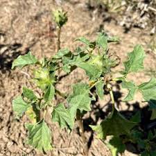 Image result for Datura ferox