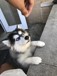 We are in the process of building our adoption agency database to help with adoption. Pin On Siberian Husky