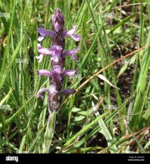 Image result for Striga bilabiata