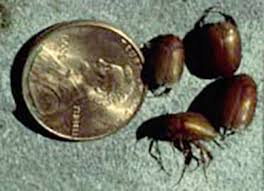 We live in south florida and have tons of palm trees in our yard that we park under. What Are All Those Little Brown Beetles On The Porch Msu Extension