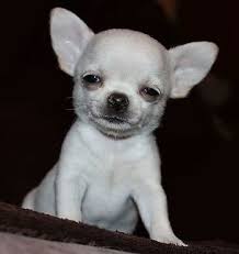 Anjing lucu minat wa 0818566999 instagram @doghouse_sby penitipan anjing surabaya penjualan anjing ras kecil. 51 Ide Dogy Chihuahua Teacup Chihuahua Anjing Dan Anak Anjing