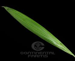 Image result for Curculigo