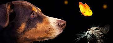 Check spelling or type a new query. Monarch Pet Memorial Services Reviews Facebook