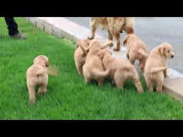 Check spelling or type a new query. Craigslist Golden Retriever Puppies For Sale Near Me 07 2021