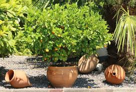 De nombreuses tailles, formes, matières et couleurs offertes pour une terrasse ou un jardin qui vous ressemble ! Plantes En Pot Special Secheresse Gamm Vert