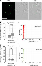 Maybe you would like to learn more about one of these? Mitochondrial Movement During Its Association With Chloroplasts In Arabidopsis Thaliana Communications Biology
