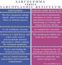 What Is The Difference Between Sarcolemma And Sarcoplasmic Reticulum Pediaa Com Cell Membrane Structure Plasma Membrane Basement Membrane