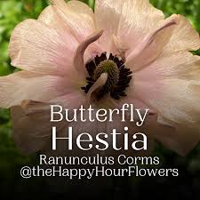 Image result for Ranunculus stagnalis