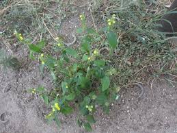 Image result for Justicia fittonioides