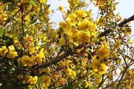 Image result for Ochna natalitia