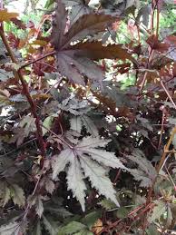 Check spelling or type a new query. Inlet Culinary Garden Drought And Heat Resistant Mahogany Hibiscus Is Ideally Suited To The Landscape And Looks Terrific In Containers It Grows 3 5 Ft And Is A Full Sun To Part