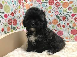 We breed toy sized dogs. Yorkie Poo Breeders Texas Pets Lovers