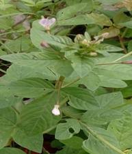 Image result for Cleome iberidella