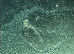 Check spelling or type a new query. Microscopic Life In A Single Drop Of Pond Water Album On Imgur
