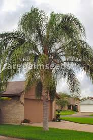 Image result for Syagrus romanzoffiana