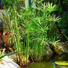 Image result for Cyperus papyrus