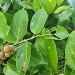 Image result for Grewia glandulosa