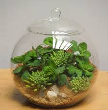 Glass Terrarium Container Bell Jars With Cover Large Glass Terrarium Containers Glass Terrarium Plants In Glass Bowl