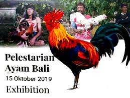 Check spelling or type a new query. Chicken In Paradise Exhibition Pamerkan Ayam Senilai Puluhan Juta Pos Bali Kritis Cerdas Independen