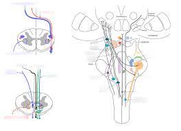 Extrapyramidal Tracts And Nuclei Tracts Overview Motor System Diagram Quizlet