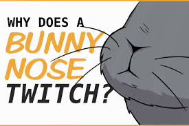 Rabbits behave differently to humans. The Bunny Nose Why Do They Wiggle