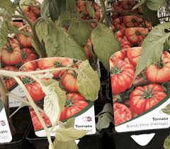 Vegetable seeds, herb seeds, fruit seeds. Should We Buy Into Heritage Vegetables Abigail Wincott