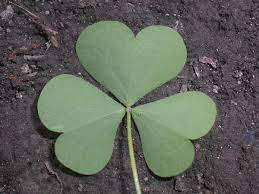 228 wider near base : Wood Sorrel A Nutritious Edible Weed Dengarden
