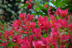 They begin to grow in early april. Flora In India Home Of Different Types Of Flowers 3 Steemit