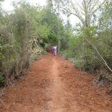 Image result for Carpolobia goetzei