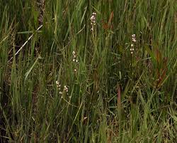 Image result for Persicaria strigosa