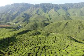 Watch how they harvest tea in the early morning and see what the. Malaysia Bike Trip Cameron Highlands Finding Memories