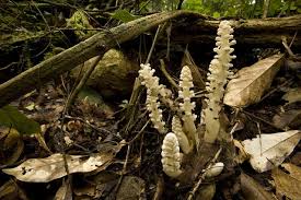 Image result for Kalanchoe latisepala