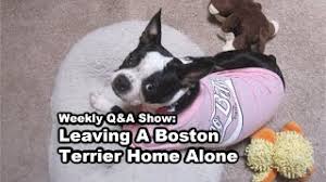What To Do When Leaving Your Boston Terrier Home Alone: Boston Terrier  Society Weekly Q&A - Youtube