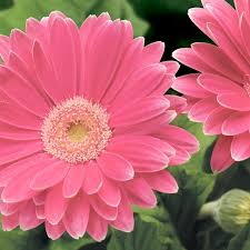 Image result for Gerbera jamesonii