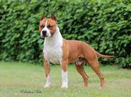 pin on bully