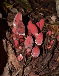 Image result for Balanophoraceae