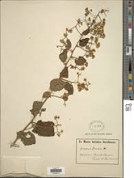 Image result for Monosis conferta