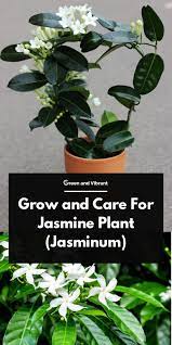 Grow And Care For Jasmine Plant Jasminum Trees Com Jasmine Plant Jasmine Plant Indoor Plants